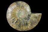 Agatized Ammonite Fossil (Half) - Madagascar #139689-1